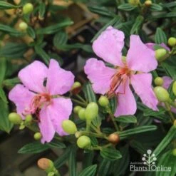 Tibouchina Chameleon 16 Tibouchina Chameleon -Plant Sale Store tib chameleon flowers 500 1