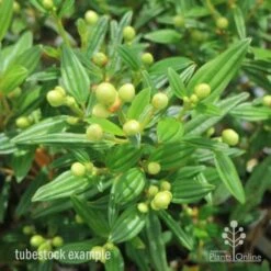 Tibouchina Chameleon 22 Tibouchina Chameleon -Plant Sale Store tib chameleon leaf 500 1