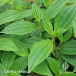 Tibouchina Illusion -Plant Sale Store tib illusion leaf 500 1