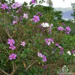 Tibouchina Chameleon 18 Tibouchina Chameleon -Plant Sale Store tibouchina chameleon 2