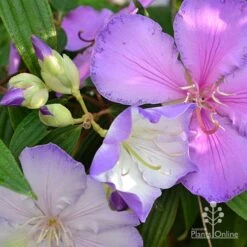 Tibouchina Illusion -Plant Sale Store tibouchina illusion three colours