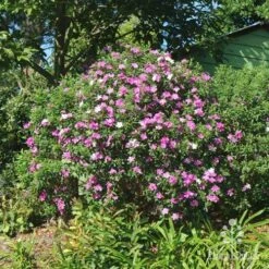 Tibouchina Chameleon 20 Tibouchina Chameleon -Plant Sale Store tibouchina mutable
