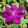 Tibouchina Purple Star 1 Tibouchina Purple Star -Plant Sale Store tibouchina purple star full open