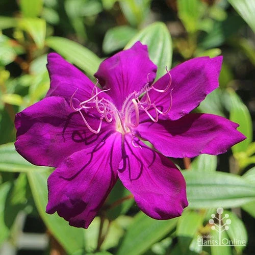 Tibouchina Purple Star 3 Tibouchina Purple Star