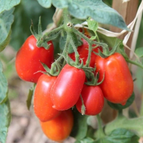 Tomato Roma - Seed 3 Tomato Roma - Seed