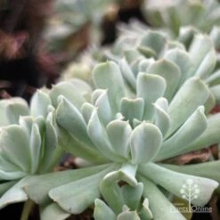 Echeveria Topsy Turvy - Succulent 14 Echeveria Topsy Turvy - Succulent -Plant Sale Store topsy echeveria