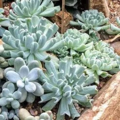 Echeveria Topsy Turvy - Succulent 17 Echeveria Topsy Turvy - Succulent -Plant Sale Store topsy turvy planted 2