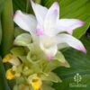 Turmeric 2 Turmeric -Plant Sale Store turmeric flower full