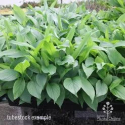 Turmeric -Plant Sale Store turmeric tubes
