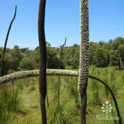 Xanthorrhoea - Grass Tree 17 Xanthorrhoea - Grass Tree -Plant Sale Store two stages of grass tree flowerspike