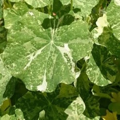 Nasturtium Alaska Salmon Variegated - Seed 7 Nasturtium Alaska Salmon Variegated - Seed -Plant Sale Store variegated nasturtiums leaf