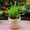 Crassula - Watchchain, Rat Tail Succulent 1 Crassula - Watchchain, Rat Tail Succulent -Plant Sale Store watchchain crassula potted 1