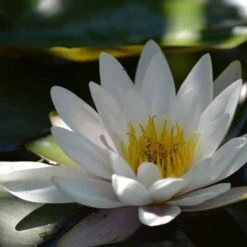 Water Lily Hermine - 1 Bulb 8 Water Lily Hermine - 1 Bulb -Plant Sale Store water lily shade