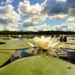 New Arrival -Plant Sale Store water lily white pond