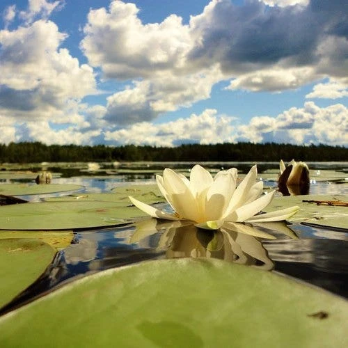 Water Lily Hermine - 1 Bulb 4 Water Lily Hermine - 1 Bulb - Image 2
