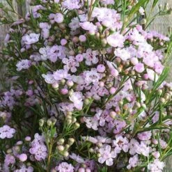 Chamelaucium Dancing Queen - Waxflower 18 Chamelaucium Dancing Queen - Waxflower -Plant Sale Store wax dancing queen pg