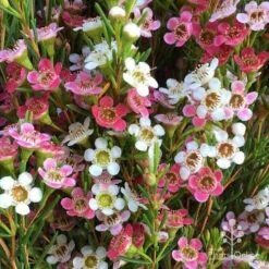 Chamelaucium MY SWEET 16™ - Waxflower