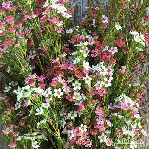 Chamelaucium MY SWEET 16™ - Waxflower 8 Chamelaucium MY SWEET 16™ - Waxflower - Image 6