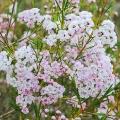 Chamelaucium Dancing Queen - Waxflower 17 Chamelaucium Dancing Queen - Waxflower -Plant Sale Store waxflower dancing queen