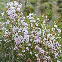 Chamelaucium Dancing Queen - Waxflower 20 Chamelaucium Dancing Queen - Waxflower -Plant Sale Store waxflower dancing queen bush