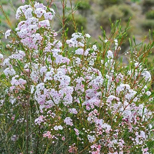 Chamelaucium Dancing Queen - Waxflower 11 Chamelaucium Dancing Queen - Waxflower - Image 9