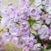 Chamelaucium Dancing Queen - Waxflower 2 Chamelaucium Dancing Queen - Waxflower -Plant Sale Store waxflower dancing queen close