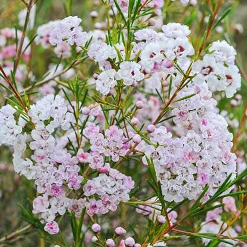 Chamelaucium Dancing Queen - Waxflower 8 Chamelaucium Dancing Queen - Waxflower - Image 6