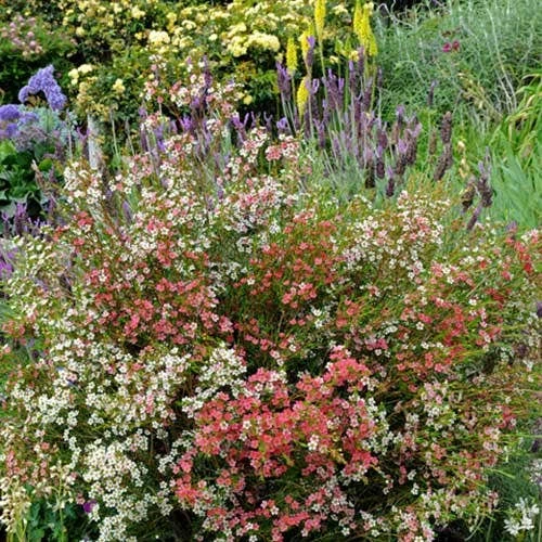 Chamelaucium MY SWEET 16™ - Waxflower 7 Chamelaucium MY SWEET 16™ - Waxflower - Image 5