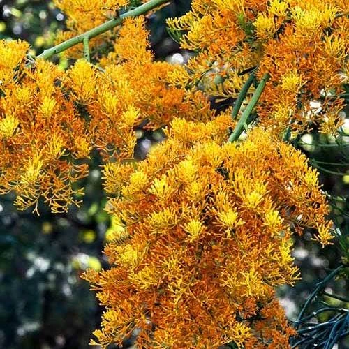 Australian Wildflower WA Christmas Tree - Seed 3 Australian Wildflower WA Christmas Tree - Seed