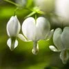 Dicentra Alba - Bleeding Heart - 75mm BIGGER Size 2 Dicentra Alba - Bleeding Heart - 75mm BIGGER Size -Plant Sale Store white dicentra flowers 1