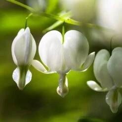 Dicentra Alba - Bleeding Heart - 75mm BIGGER Size