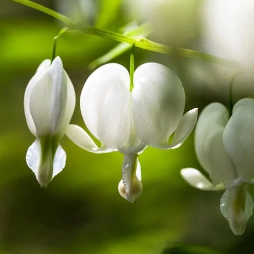 Dicentra Alba - Bleeding Heart - 75mm BIGGER Size 3 Dicentra Alba - Bleeding Heart - 75mm BIGGER Size