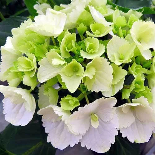 Hydrangea White 4 Hydrangea White - Image 2