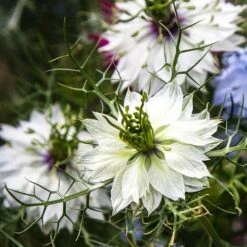 Nigella Miss Jekyll White - Love In A Mist - Seed -Plant Sale Store white nigella