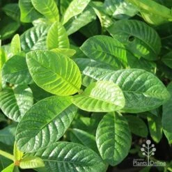 Gardenia White Star 13 Gardenia White Star -Plant Sale Store white star leaves