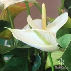 Anthurium White Winner 17 Anthurium White Winner -Plant Sale Store white winner new spadix colour