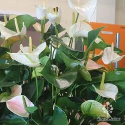 Anthurium White Winner 18 Anthurium White Winner -Plant Sale Store white winner plant flowering