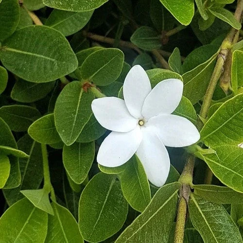 Gardenia White Star 3 Gardenia White Star