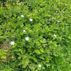 Gardenia White Star 10 Gardenia White Star -Plant Sale Store white star 2 2