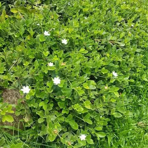 Gardenia White Star 5 Gardenia White Star - Image 3