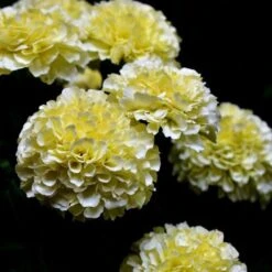 Marigold Kilimanjaro White - Seed 7 Marigold Kilimanjaro White - Seed -Plant Sale Store white tagetes