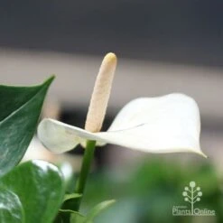 Anthurium White Winner 12 Anthurium White Winner -Plant Sale Store white winner flower