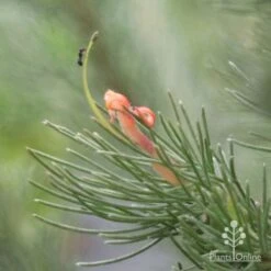 Plant Sale Store 14 Plant Sale Store -Plant Sale Store woollybush and ant 500