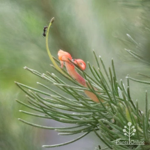 Adenanthos - Woolly Bush 4 Adenanthos - Woolly Bush - Image 2