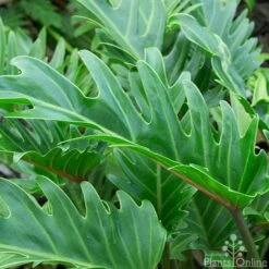 Philodendron Xanadu