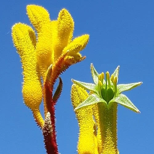 Anigozanthos Yellow Gem - Kangaroo Paw 5 Anigozanthos Yellow Gem - Kangaroo Paw - Image 3
