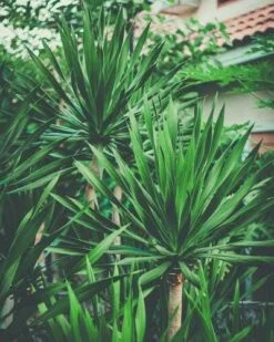 Yucca Elephantipes - Soft-tip Yucca -Plant Sale Store yucca clump small