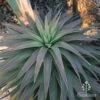 Yucca Desmetiana 1 Yucca Desmetiana -Plant Sale Store yucca desmatiana above