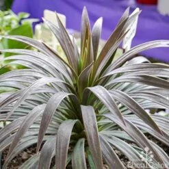 Yucca Desmetiana -Plant Sale Store yucca desmentiana plant