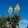 Yucca Elephantipes - Soft-tip Yucca 2 Yucca Elephantipes - Soft-tip Yucca -Plant Sale Store yucca pair flowering